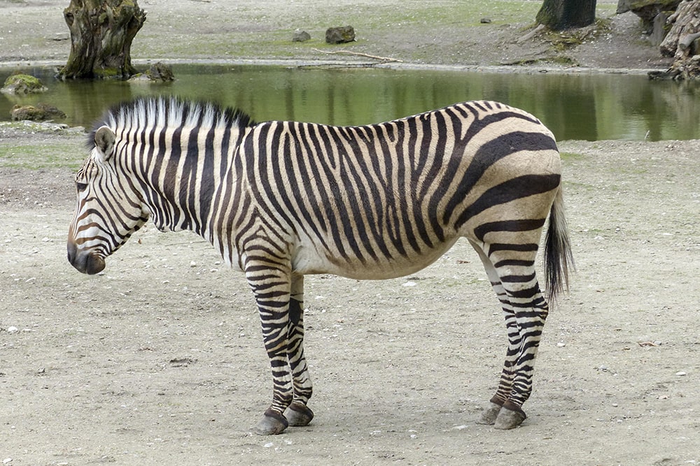 Amazing Facts about the Zebras — Mountain Zebra.