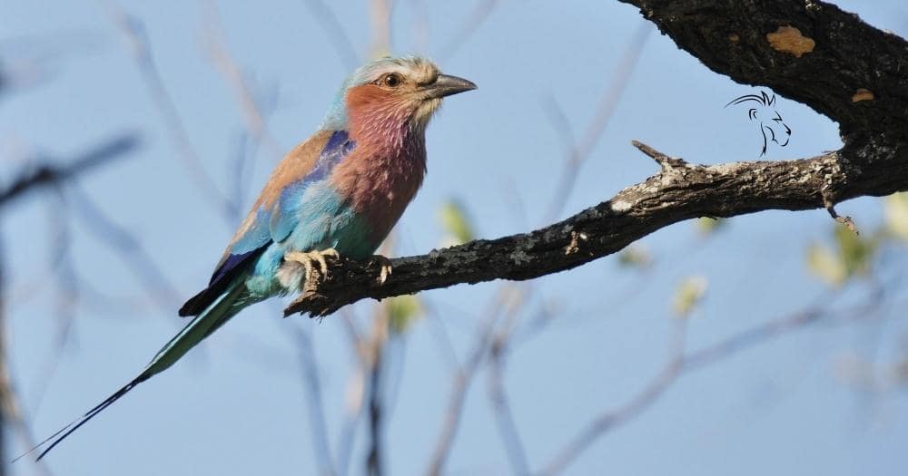 Birdwatching Safari in Africa — Lilac Breasted Roller.