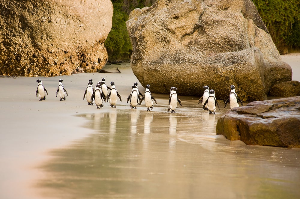 African Penguins on Boulders Beach, Cape Town, South Africa.