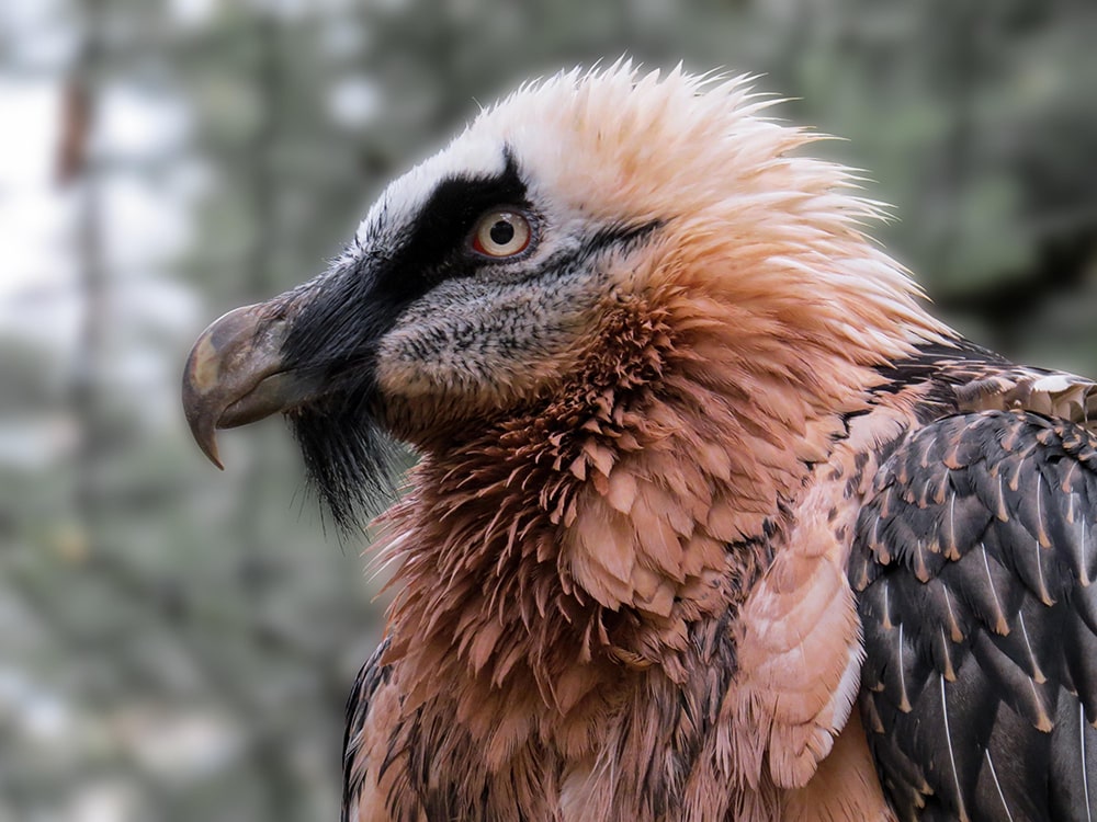 Birdwatching Safari in Africa — Bearded Vulture.