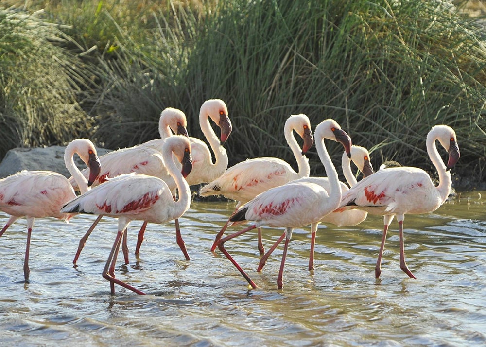 Lesser Flamingos at Lake Momella Lake, Arusha National Park, Tanzania.