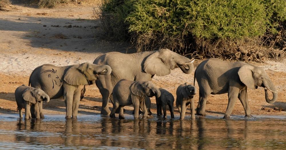 Botswana Safari Holidays | A Family Adventure