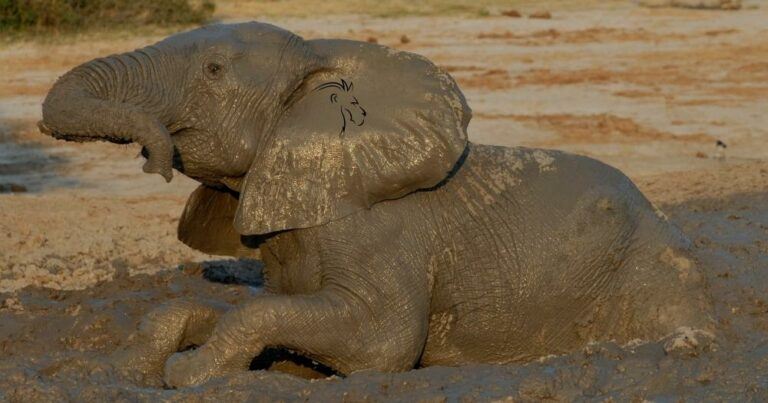 Botswana Safari Review — Elephant Having Fun Taking a Mud Bath in Botswana.