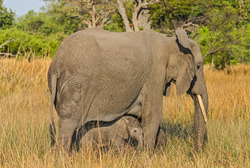 Botswana safari review — african bush elephants in botswana.