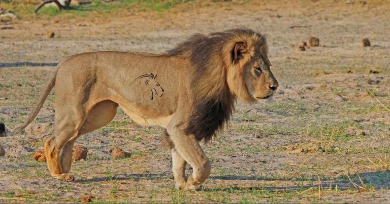 Cecil of Zimbabwe — Cecil the Lion Walking Across the Plains in Hwange National Park.