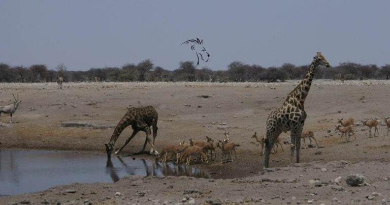 Facts about African Wildlife — Giraffes Drinking in Water Hole in a National Park in Africa.