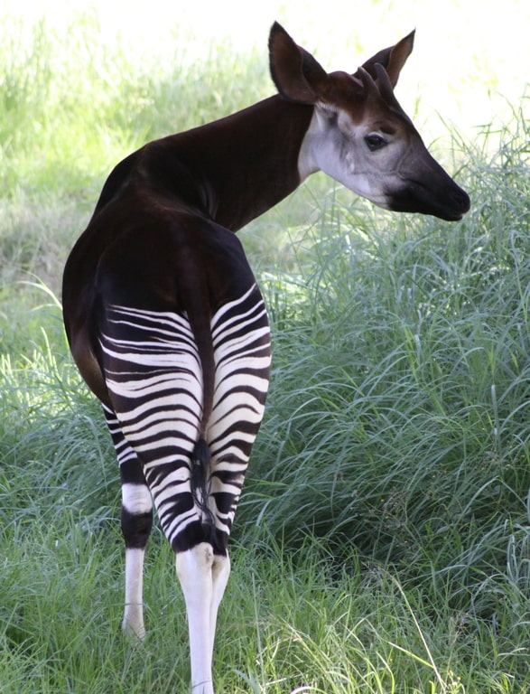 Facts about the okapi— view of an okapi's stripes on its behind.