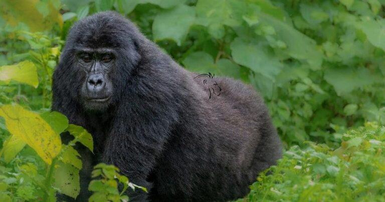 G adventures review — silverback mountain gorilla in uganda.