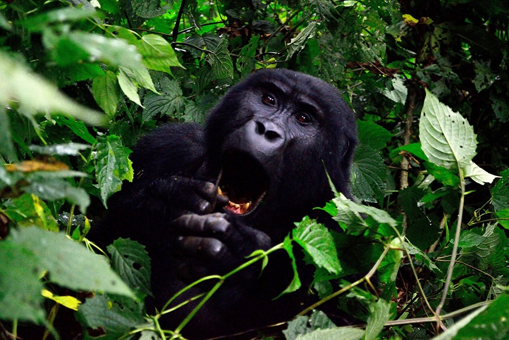 G adventures review — mountain gorilla in uganda.