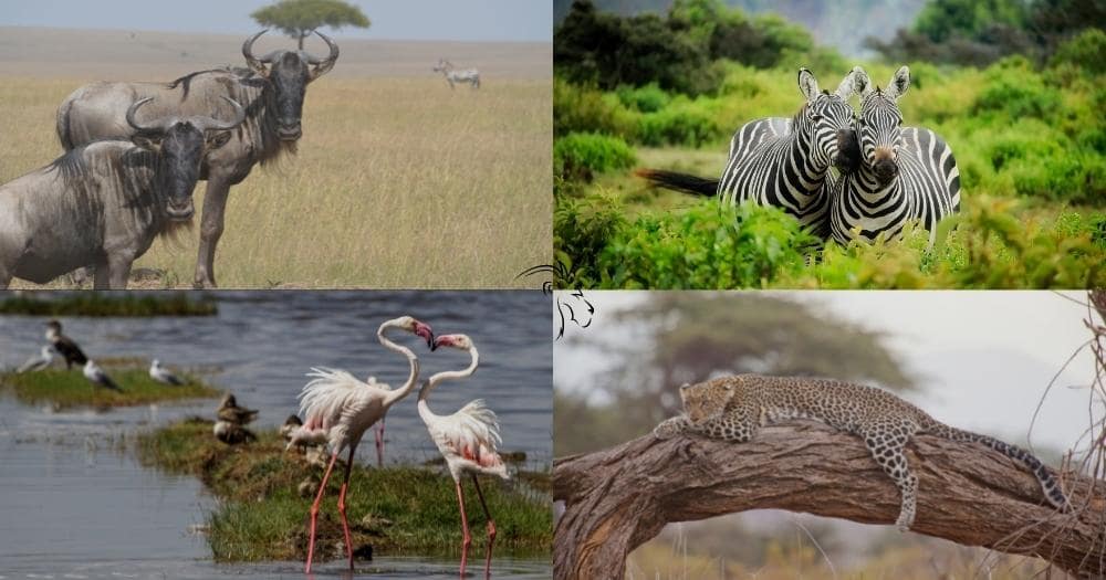 Kenya Active Safari Review — Photo Montage Showing a Buffalo, Zebras, Flamingos, and Leopard.