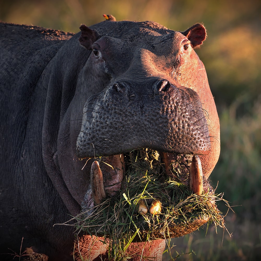 Kenya active safari review — portrait of a hippo with its mouth full of grass, masai mara, kenya.