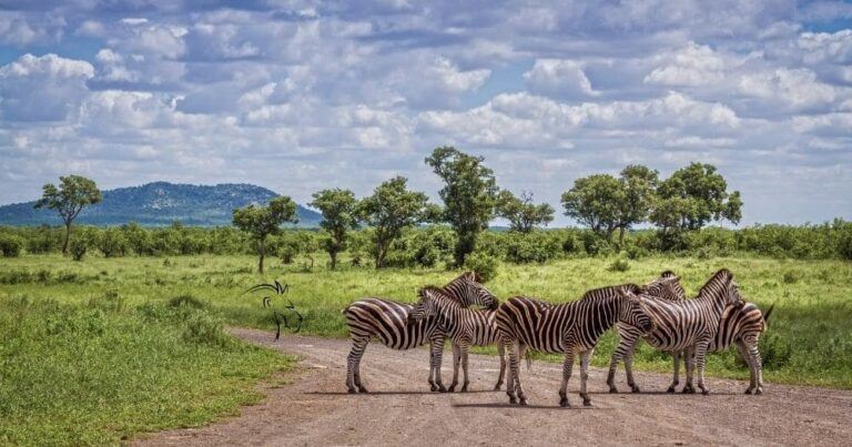 Kruger park safari review — plains zebras in kruger national park, south africa.