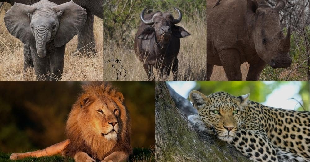 Kruger park safari review — photo montage of the big animals of africa.