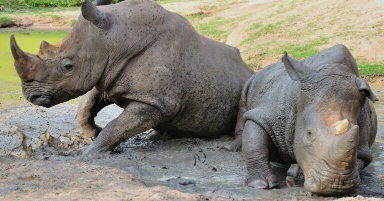 Save the Black Rhinoceros — Two Black Rhinos in the Mud.