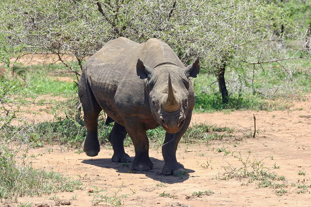 Save the Black Rhinoceros — A Black Rhinoceros Walking on an African Safari.