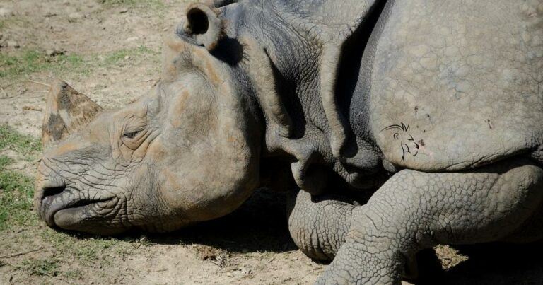Stop poaching in africa — dead rhinoceros.