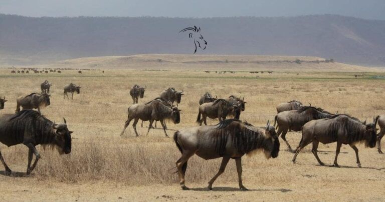 Tanzania Safari Review — Herd of Wildebeests in the Serengeti National Park, Tanzania.