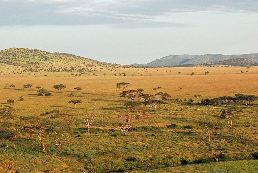 Tanzania safari review — view of the serengeti park, tanzania.