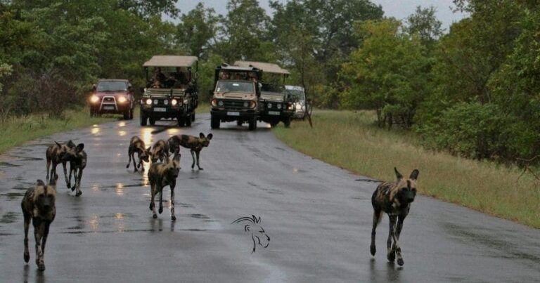 Tips for a Safari — Wild Dogs Walking in the Kruger National Park, South Africa