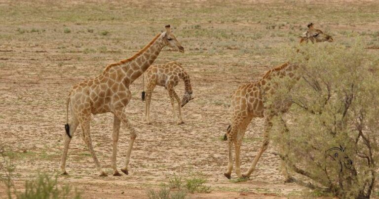 Volunteer for Wildlife — Three Giraffes Walking in the Namibian Plains.