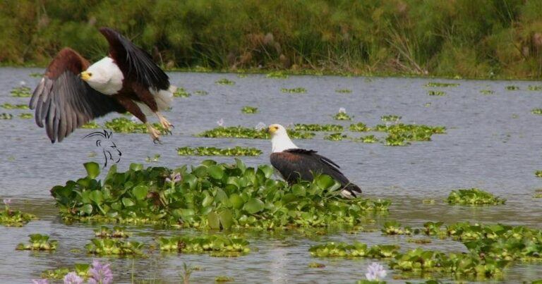 Wildlife photography tips for beginners — two eagles over the water in africa.