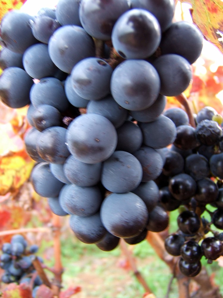 Wine Routes of South Africa — Grapes Franscchoek South African Wine Grapes.