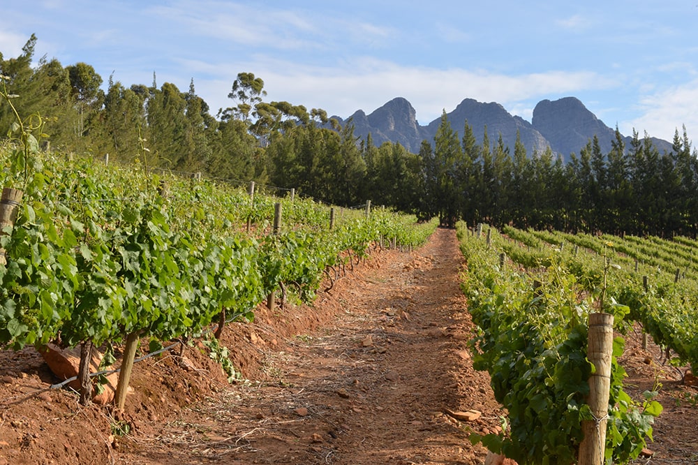 Wine Routes of South Africa — Vineyard in South Africa.