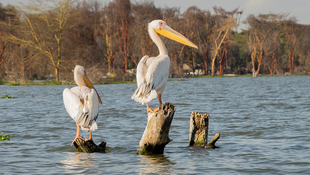 Two pelicans on top of a piece of wood at lake naivasha, kenya.